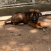 German Shepherd - Double Long Coat Puppies for Sale